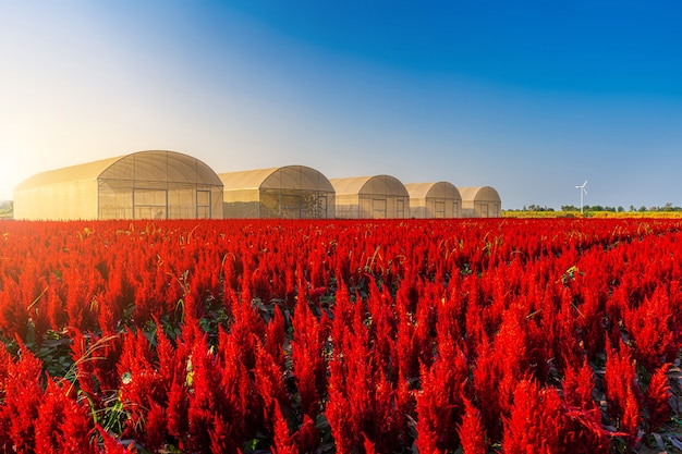 Mooie kleurrijke rode of roze Cockscomb Celosia bloemen patroon boerderij bloeien in de tuin lucht sfeer heldere blauwe lucht van de natuur achtergrond in Kamphaeng Phet, thailand