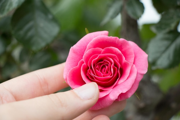 Mooie kleurrijke roze bloem ter beschikking