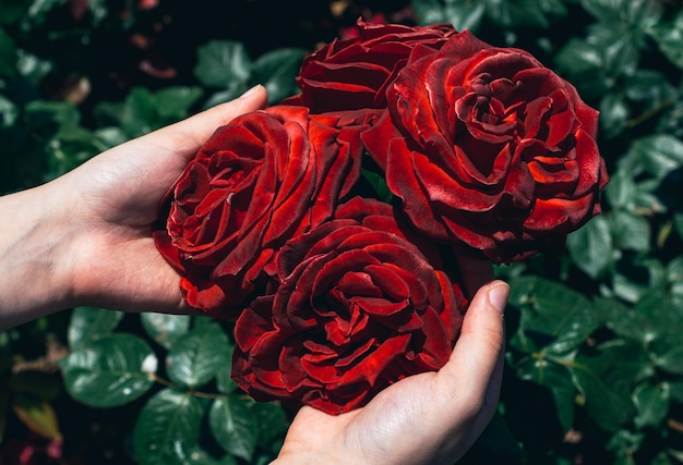 Mooie kleurrijke roze bloem ter beschikking