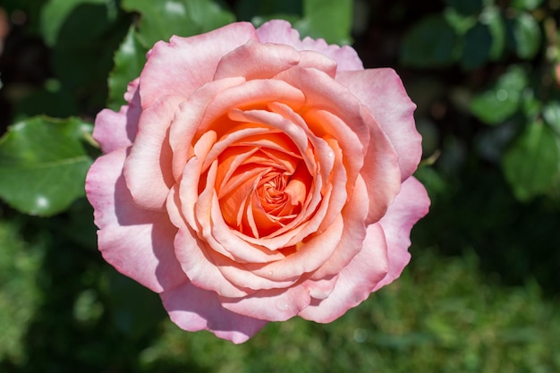 Mooie kleurrijke roze bloem