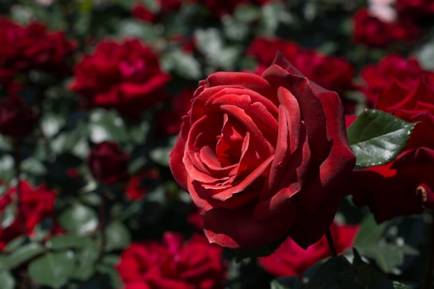 Mooie kleurrijke roze bloem