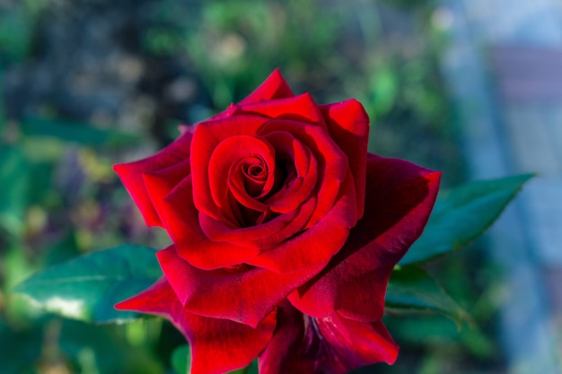 Mooie kleurrijke roze bloemen sluiten omhoog zachte nadruk