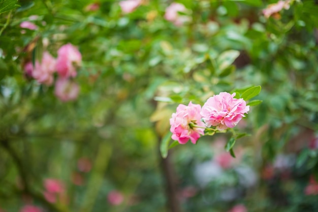 Mooie kleurrijke roze rozen bloeien in de tuin