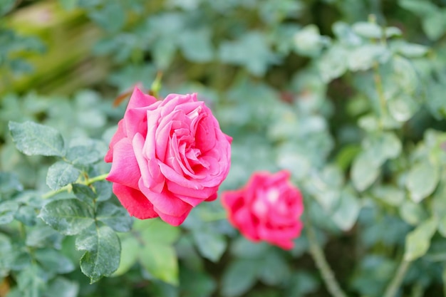 Mooie kleurrijke roze rozen bloeien in de tuin