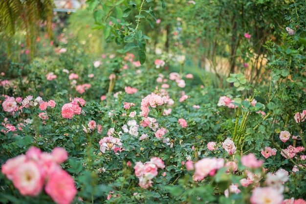 Mooie kleurrijke roze rozen bloeien in de tuin