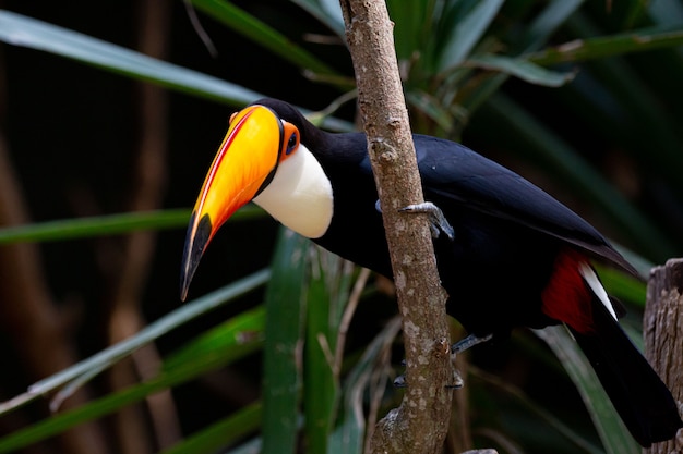 Mooie kleurrijke toco toekan in de boom met gele snavel in de Amazone