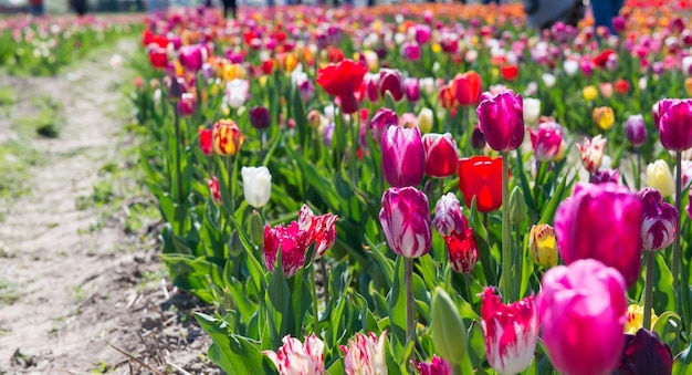 Mooie kleurrijke tulpen in de tuin