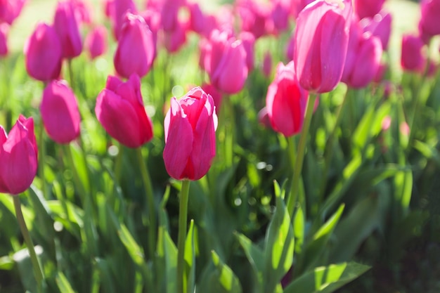 Mooie kleurrijke tulpen lente achtergrond Close-up