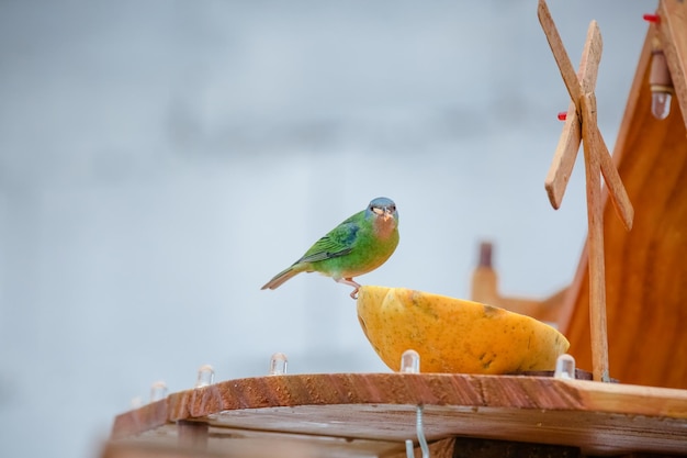 Mooie kleurrijke vogels in de natuur die zich voeden met verschillende soorten fruit.