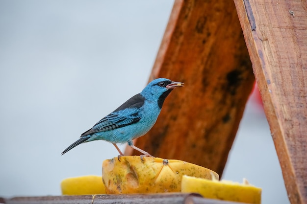 Mooie kleurrijke vogels in de natuur die zich voeden met verschillende soorten fruit.