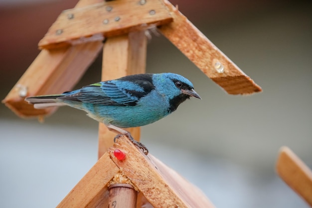 Mooie kleurrijke vogels in de natuur die zich voeden met verschillende soorten fruit.