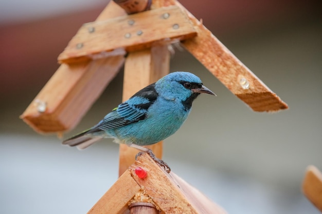 Mooie kleurrijke vogels in de natuur die zich voeden met verschillende soorten fruit.