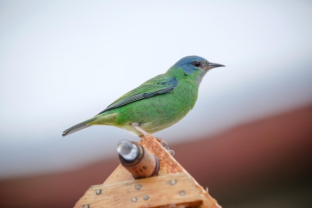 Mooie kleurrijke vogels in de natuur die zich voeden met verschillende soorten fruit.