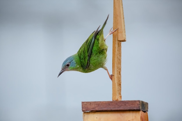 Mooie kleurrijke vogels in de natuur die zich voeden met verschillende soorten fruit.