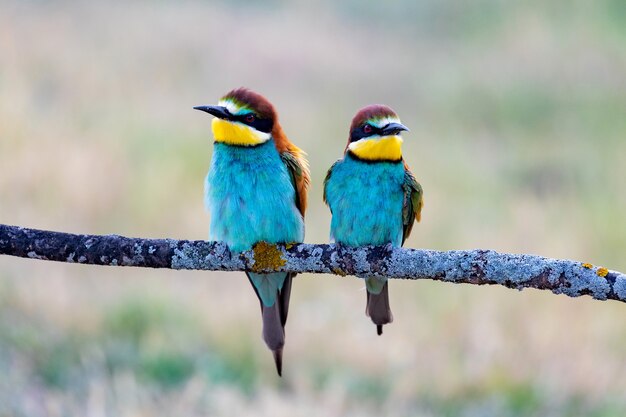 Mooie kleurrijke vogels op een tak