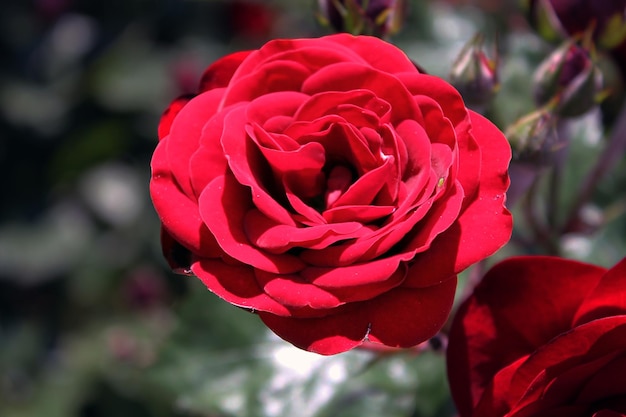 Mooie knoppen van een weelderige rode roos op een witte achtergrond Collage van een set scharlakenrode roosknoppen geïsoleerd zonder achtergrond voor ontwerp Bright passion flower close-up top view