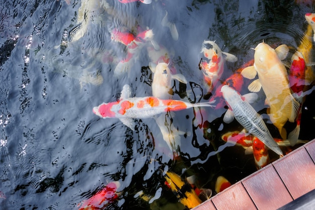 Mooie koi vissen in vijver in de tuin