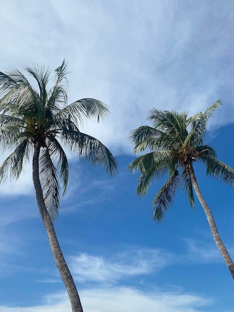 Mooie kokospalmen op blauwe hemelachtergrond