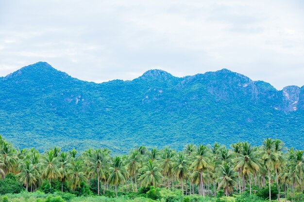 Mooie kokospalmlandbouwbedrijven en bergen in Thailand.