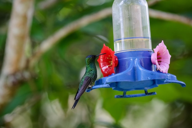 Foto mooie kolibrie die water neemt in de natuur