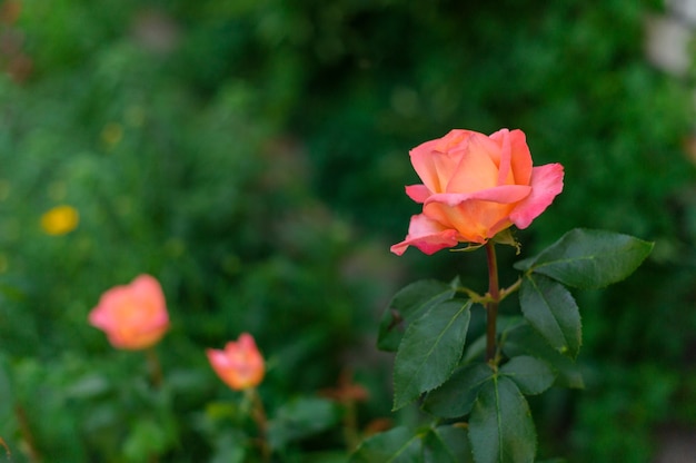 Mooie koraalroos in de tuin, Rozen op een struik in een tuin. groen, bloem, flora, zomer