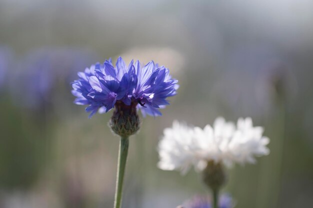 mooie korenbloem in het veld