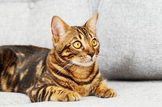 Mooie kortharige jonge kat liggend op bed thuis Bengaalse kat huisdier