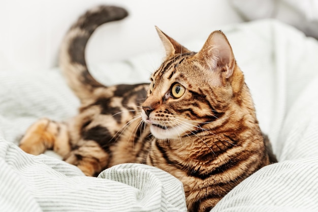 Mooie kortharige jonge kat liggend op bed thuis Bengalen kat huisdier kijken camera leven dieren