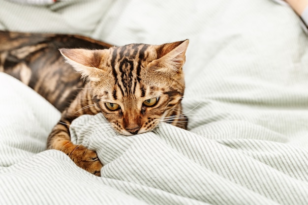 Mooie kortharige jonge kat spelen op bed thuis