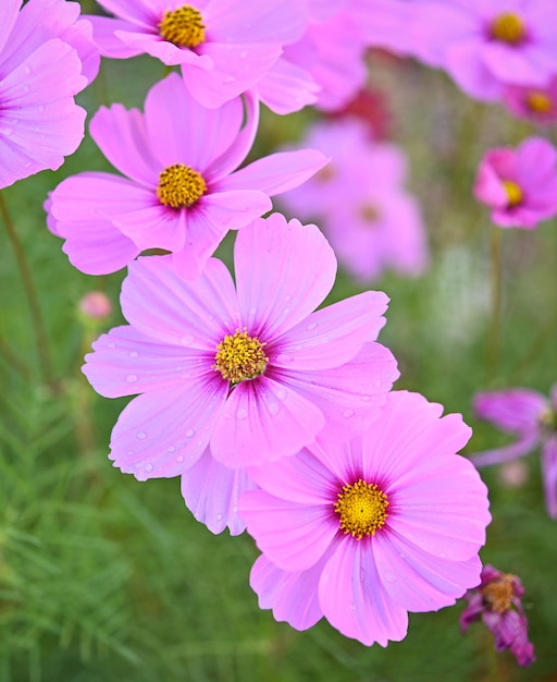 Mooie kosmos bloemen bloeien in gardan.