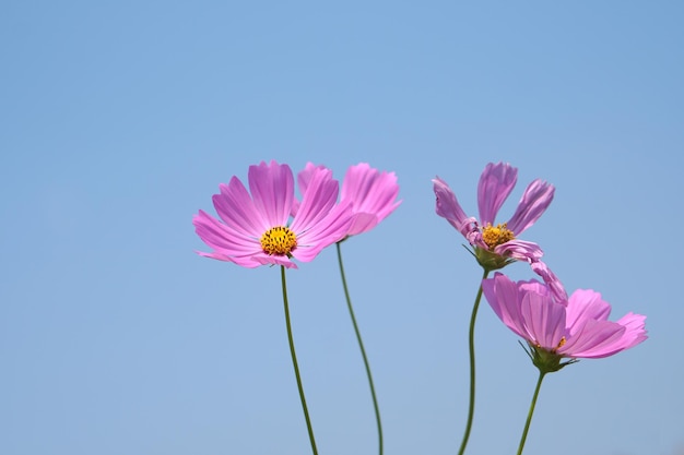 Mooie kosmos bloemen bloeien op de achtergrond van de zon blauwe hemel