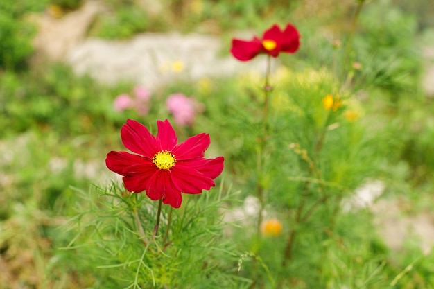 Mooie kosmosbloem in wilde landschapstuin Bloeiende kosmoswildflowers in zonnige zomerweide Biodiversiteit en landschapstuin bloemperken Zomerbanner