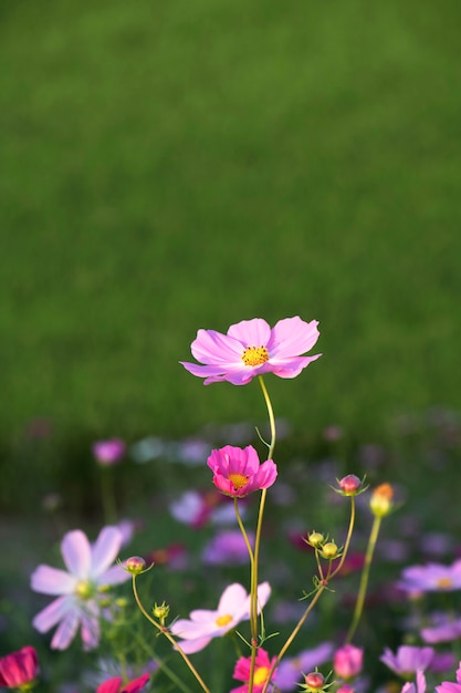 Mooie kosmosbloemen in de tuin