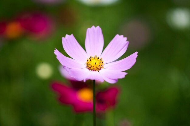 Mooie kosmosbloemen in de tuin