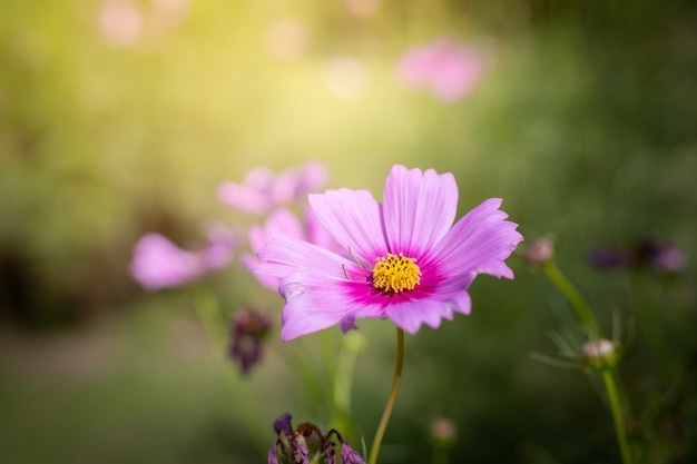 Mooie kosmosbloemen in de tuin