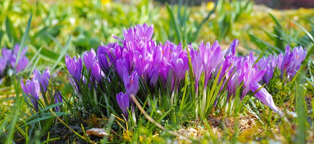 Mooie krokus Een close-up foto van mooie krokus