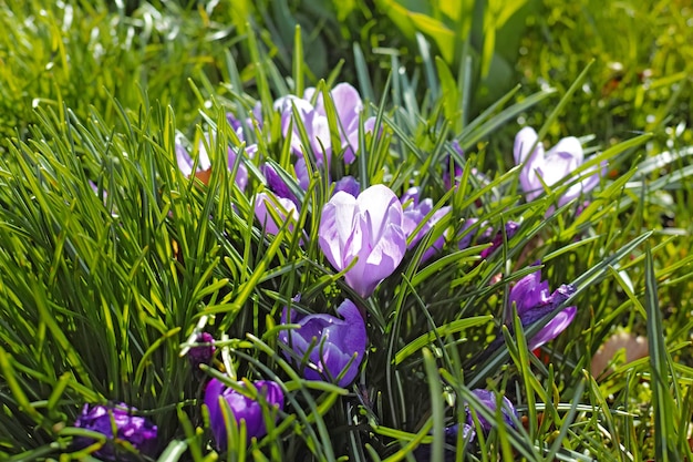 Mooie krokus Een close-up foto van mooie krokus