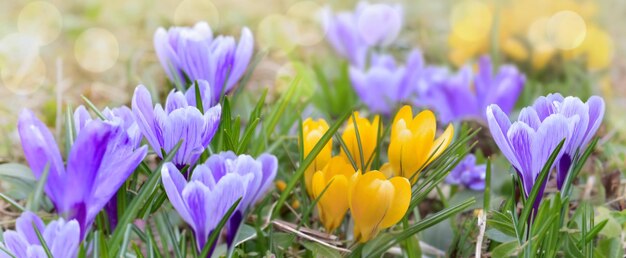 Mooie krokus geel en roze bloeiend in een weide