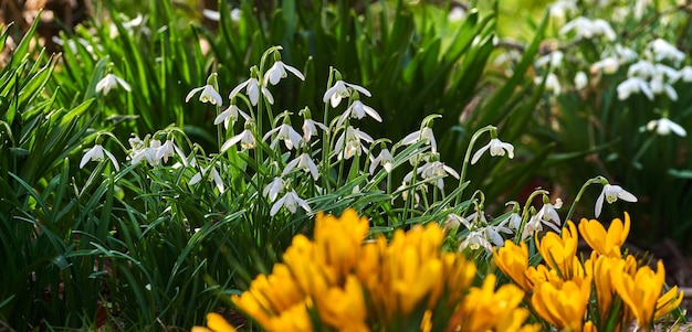 Mooie krokus in de lente Mooie krokus in mijn tuin in de lente