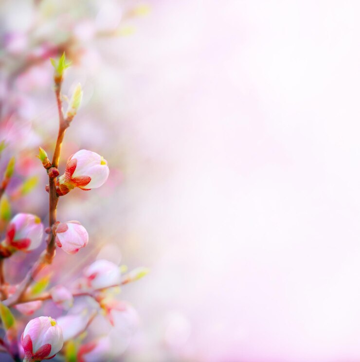Foto mooie kunst lentegrens achtergrond met roze bloesem