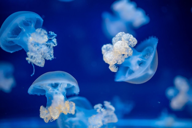 Mooie kwallen in het neonlicht op de achtergrond van de aquariumaard