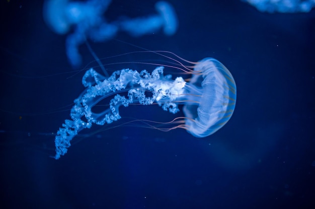 Mooie kwallen in het neonlicht op de achtergrond van de aquariumaard