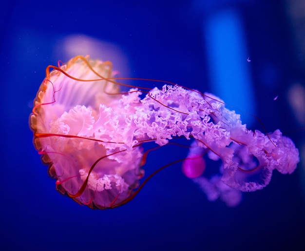 Mooie kwallenmedusa in het neonlicht met de vissen Aquarium met blauwe kwallen en veel vissen Een aquarium maken met koralen en oceaandieren Onderwaterleven in oceaankwallen