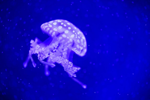 Mooie kwallenmedusa in het neonlicht met de vissen Onderwaterleven in oceaankwallen spannend en kosmisch zicht