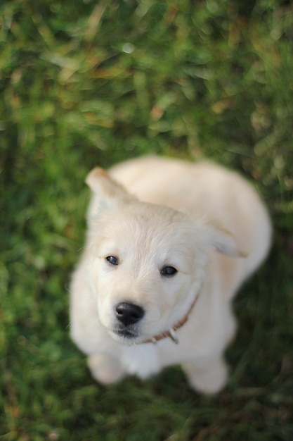 Mooie labrador puppy zit op het gras en kijkt naar de camera