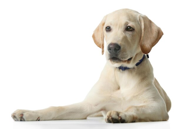 Mooie Labrador retriever geïsoleerd op witte achtergrond
