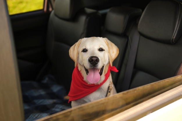 Mooie labrador retriever hond in de auto