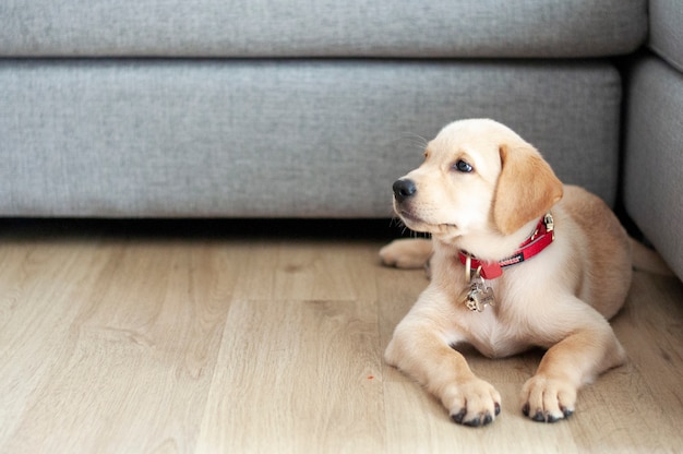 Mooie labrador retriever portret. Gelukkige Labradorzitting in woonkamer.