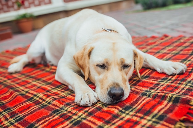 Mooie labrador wil slapen! Slaperige hond liggend op het rode deken tapijt buiten het huis.