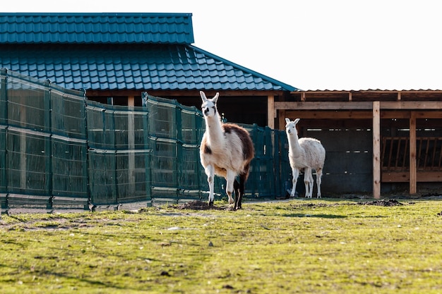 Mooie lama die op het groene gras loopt